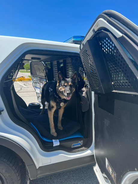 Professional K9 Containment